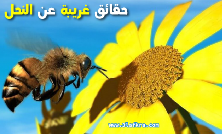 حقائق غريبة عن النحل