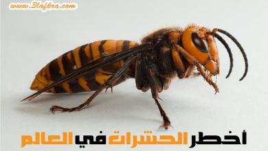 أخطر 10 الحشرات فى العالم