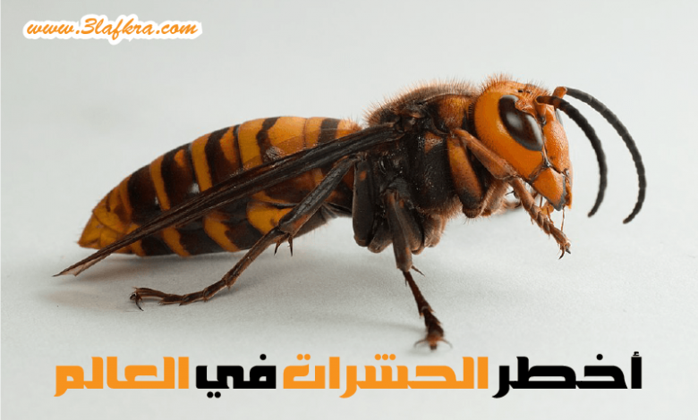 أخطر 10 الحشرات فى العالم