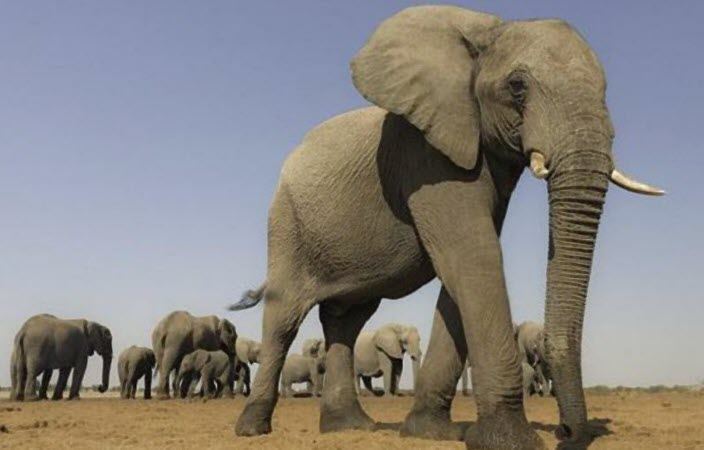 الحيوان الفقاري مثل الفيل