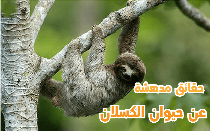 الكسلان حيوان معلومات عن