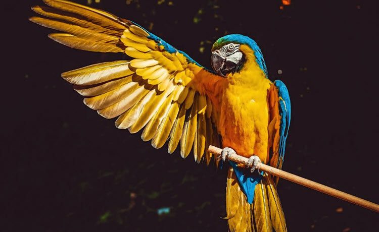 حقائق غريبة عن الببغاء لا تعرفها | 3lafkra