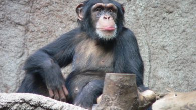 حقائق غريبة ومثيرة عن القردة