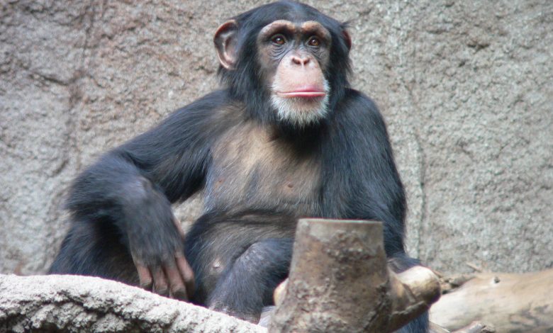 حقائق غريبة ومثيرة عن القردة