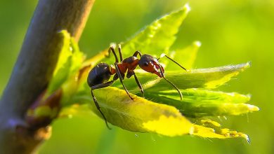 حقائق مذهلة ومثيرة عن النمل